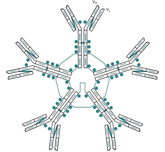 Identify the antibody shown