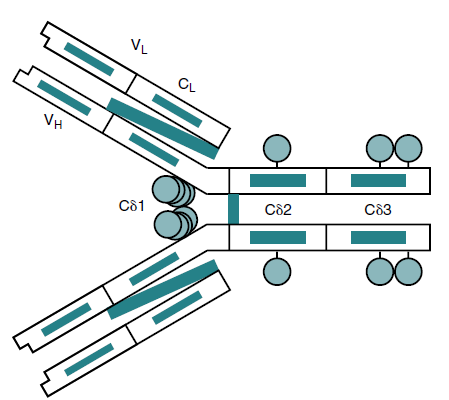 Identify the antibody shown