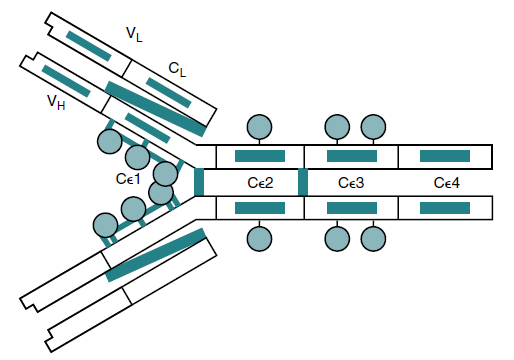 Identify the antibody shown: