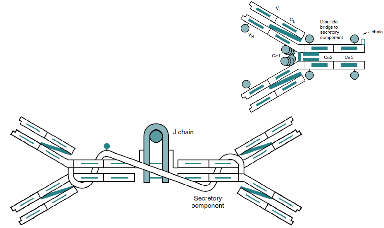 Identify the Antibody Shown: