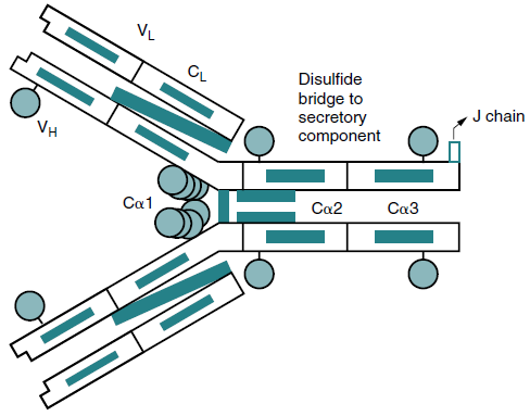 Identify what type of IgA is shown: