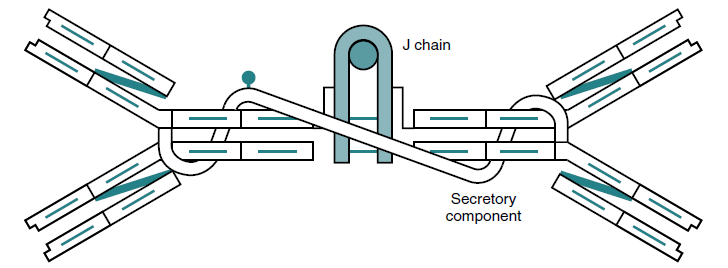 Identify what type of IgA is shown: