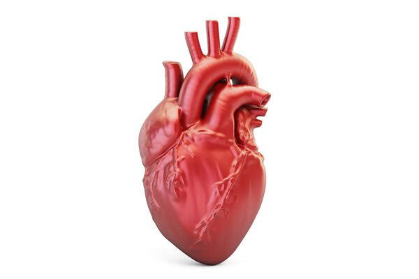 The heart
