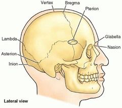 The lambda is the meeting point of the sagittal suture and the lambdoid suture
