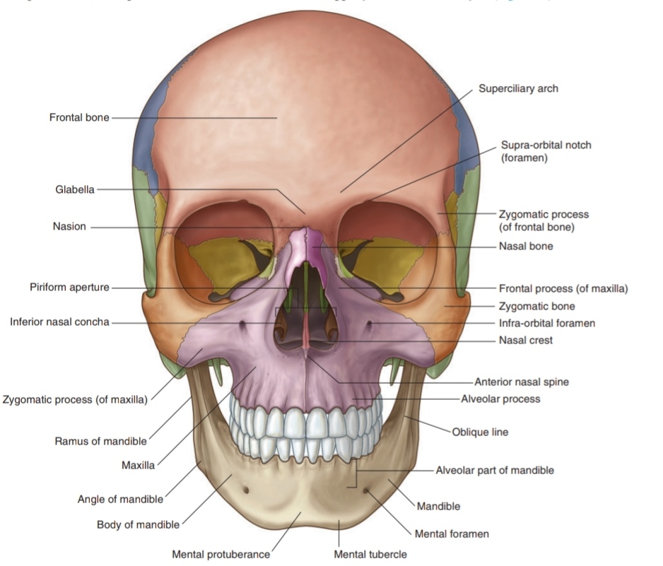 We can see in the anterior view that the Frontal bone and Mandible are both single bones

Also the ethmoid and sphenoid bones are single but they are not very clear in the anterior view
