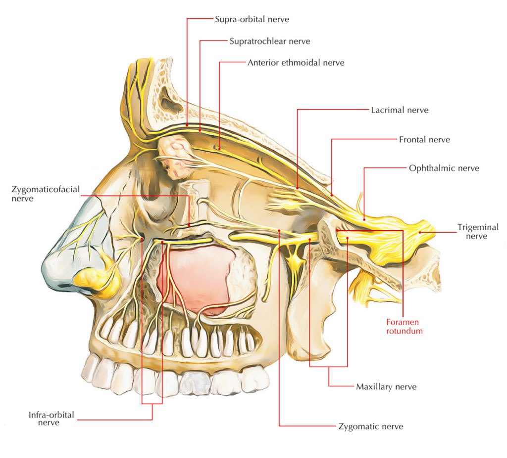 The maxillary nerve leaves the skull through the foramen rotundum and arrives in the superior part of the pterygopalatine fossa
