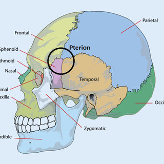 The pterion is the region where the frontal, parietal, temporal, and sphenoid bones join together.
