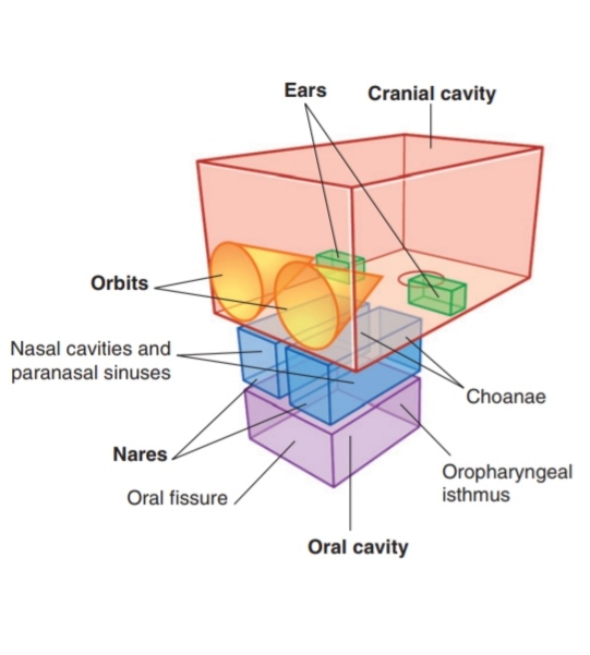 The cranial cavity is the largest compartment and contains the brain and associated membranes
