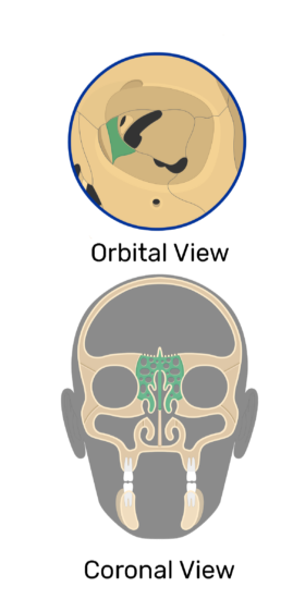 The ethmoid bone contributes to the medial wall of the orbit and forms part of the anterior cranial fossa, where it separates the nasal cavity from the cranial cavity.
