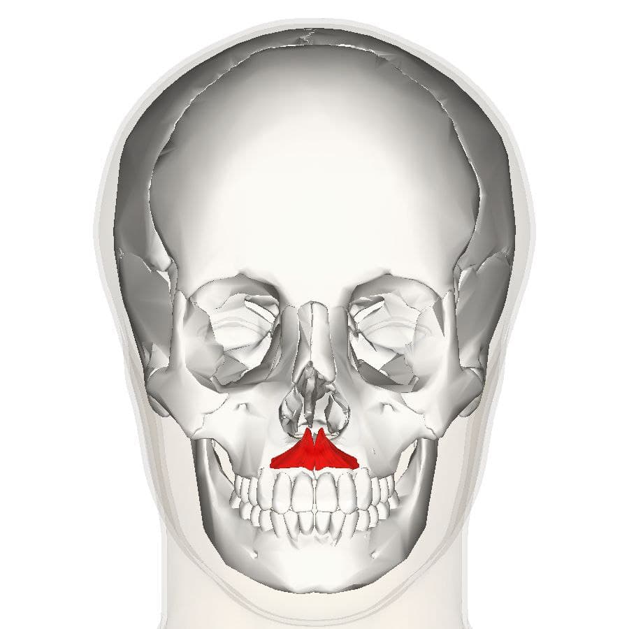 What is the name of this muscle?